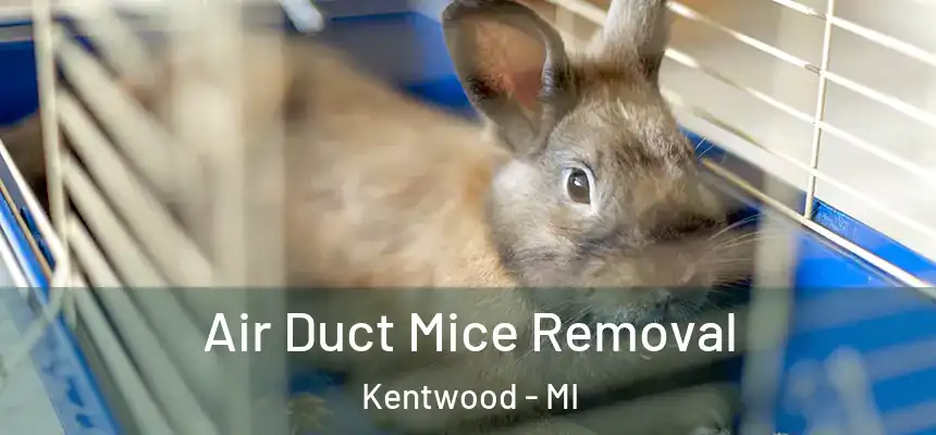 Air Duct Mice Removal Kentwood - MI